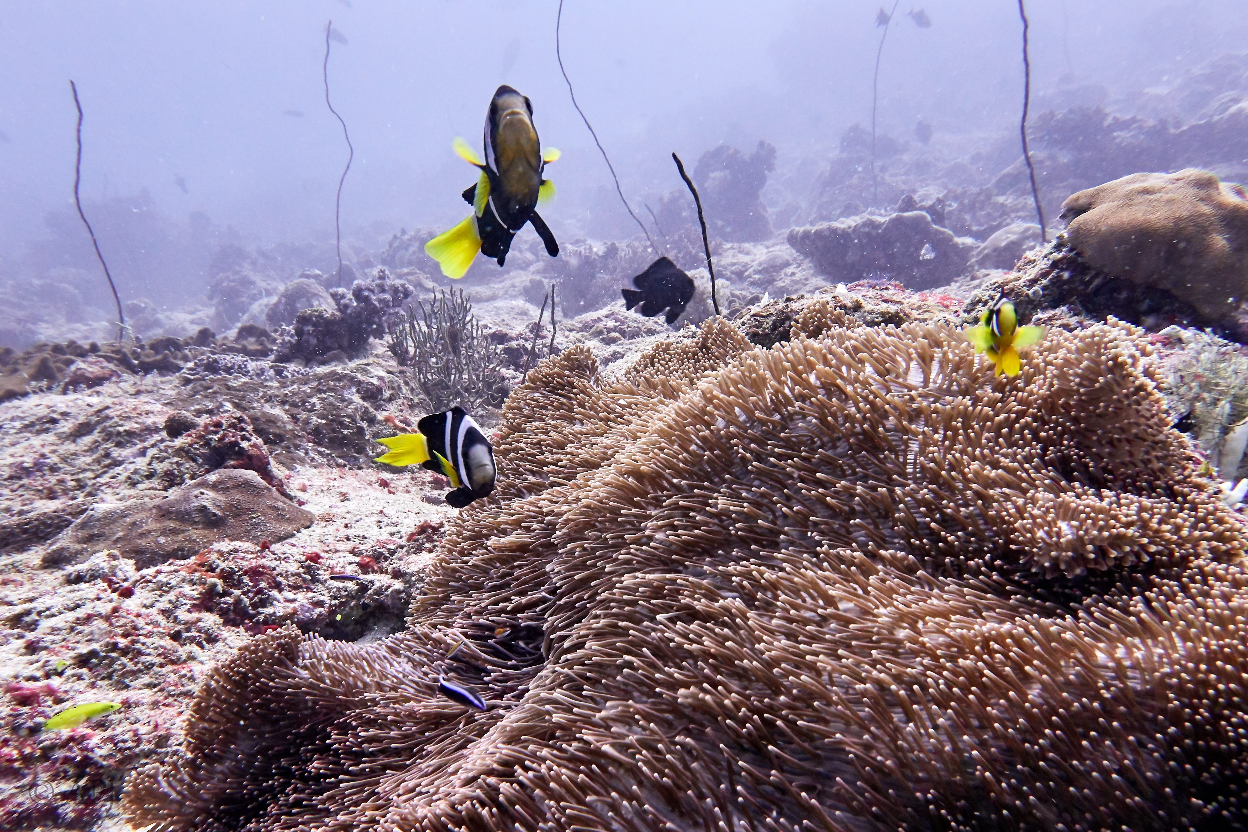 000458 14 08 17  Canon PowerShot G7 X Mark II   Malediven2017